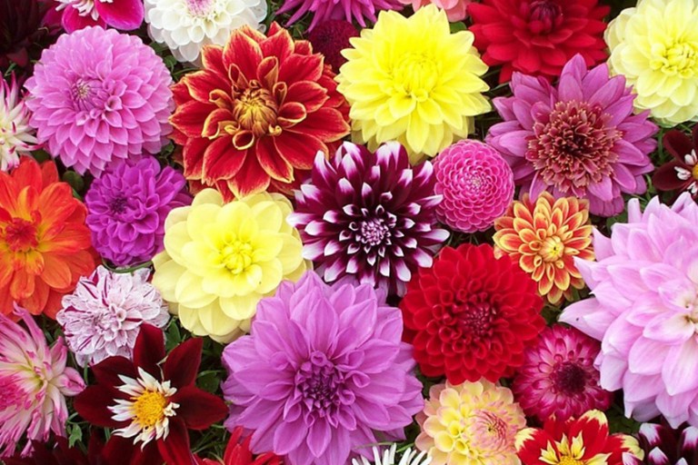 Inseason Autumn Flowers and their meanings Flower Flow