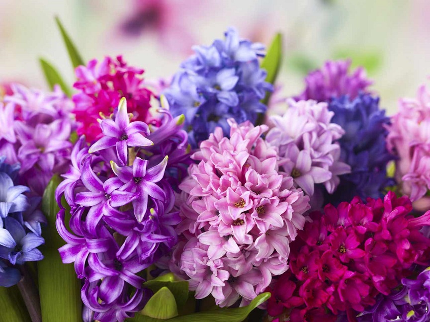 Hyacinths